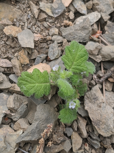 Image of Phacelia rattanii by no rights reserved