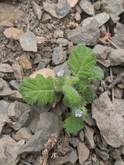 Phacelia rattanii
