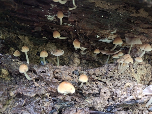 Termitomyces fuliginosus