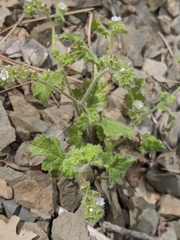 Phacelia rattanii