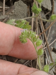 Phacelia rattanii