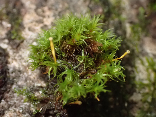Ulota obtusiuscula observed 2026-09-21