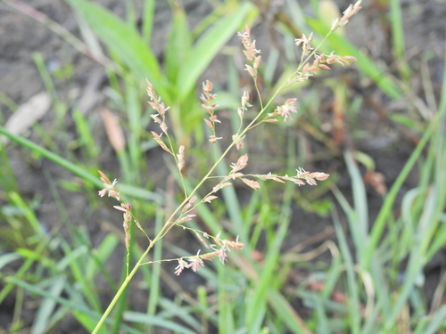 Leersia hexandra