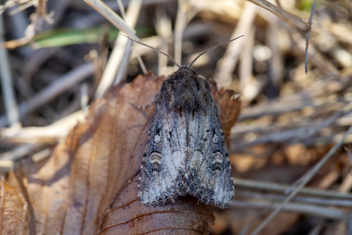 Flounced Rustic
