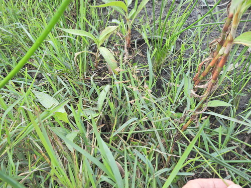 Leersia hexandra, photograph 1