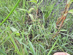 Leersia hexandra, photograph (c) Scott W. Gavins, some rights reserved (CC BY)