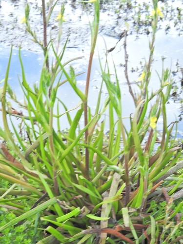 Philydrum lanuginosum, photograph 3