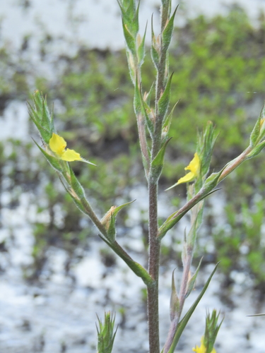 Philydrum lanuginosum, photograph 4