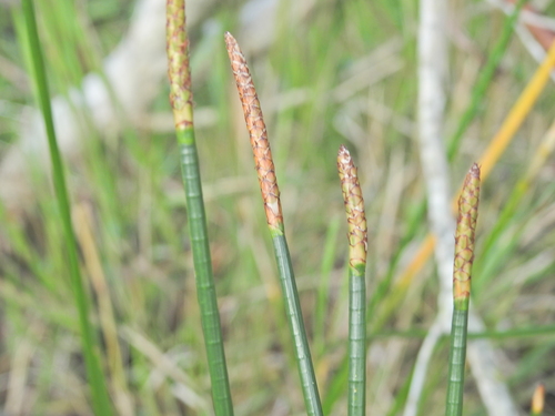 Eleocharis dulcis observed 2026-09-22