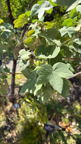 Gossypium tomentosum observed 2026-09-21
