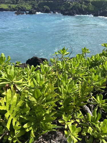 Scaevola taccada observed 2026-09-18