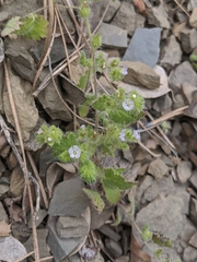 Phacelia rattanii