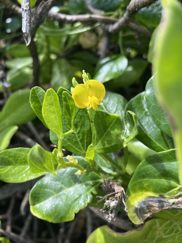 Vigna marina observed 2026-09-18