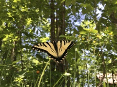 Papilio canadensis