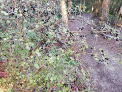 Coprosma rhamnoides