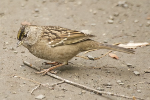 Golden-crowned Sparrow