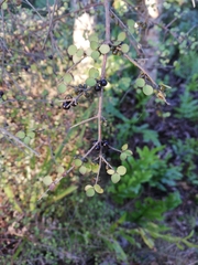 Coprosma rhamnoides
