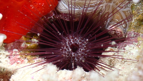 Echinostrephus observed 2026-09-17
