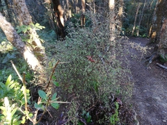 Coprosma rhamnoides