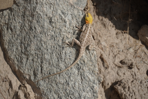 Himalayan Agama