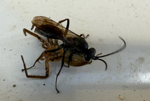Potter Spider Wasp
