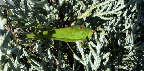 Mediterranean Katydid