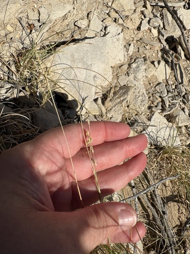 Bouteloua erecta, 2026-09-19
