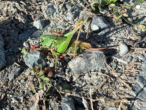 Wart-biter