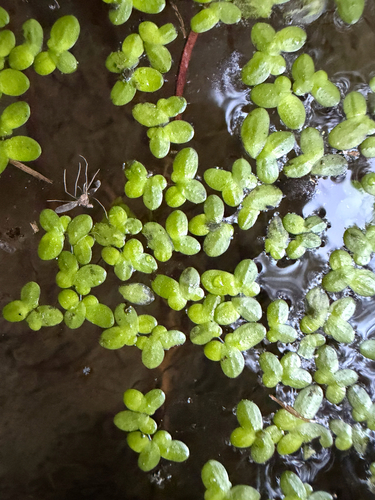 Common Duckweed