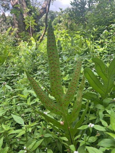 Microsorum grossum observed 2026-09-18