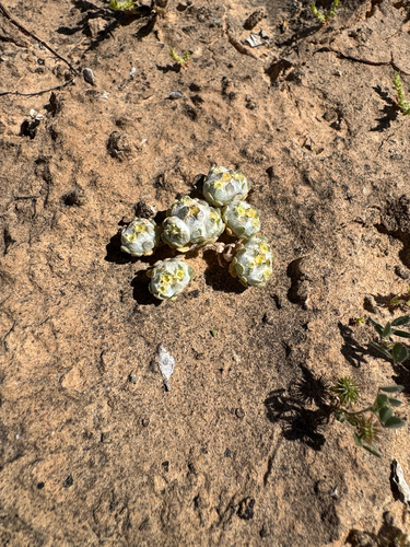 flannel cudweed