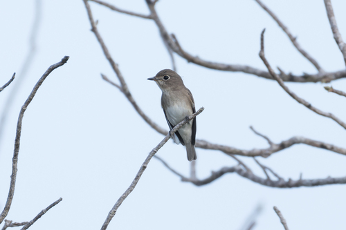 Asian Brown Flycatcher (Northern)
