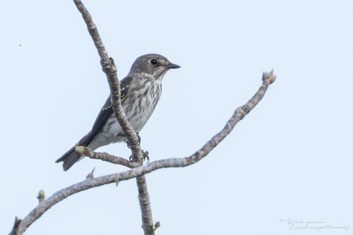 Gray-streaked Flycatcher