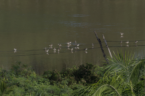 Common Redshank