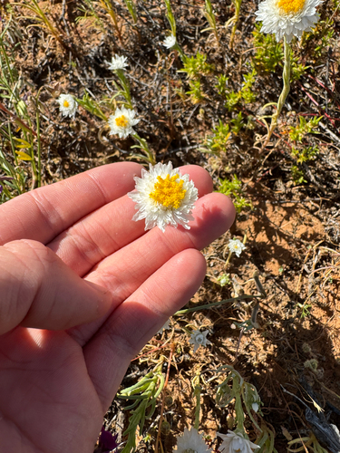 Poached Egg Daisy