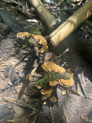 Microporus observed 2026-09-18