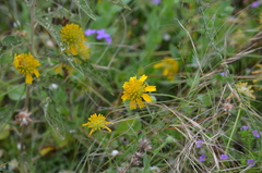 Amblyolepis setigera