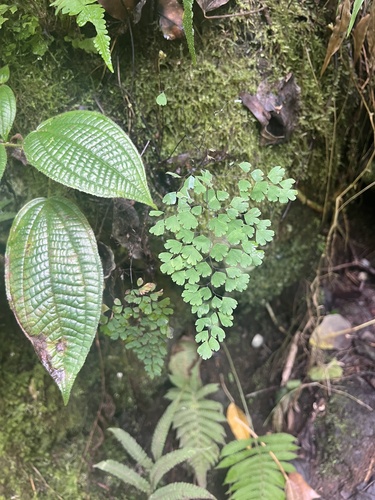 Adiantum raddianum observed 2026-09-18