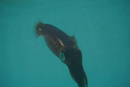 Sepioteuthis lessoniana observed 2026-07-19