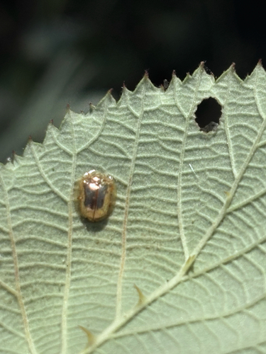 Golden Tortoise Beetle