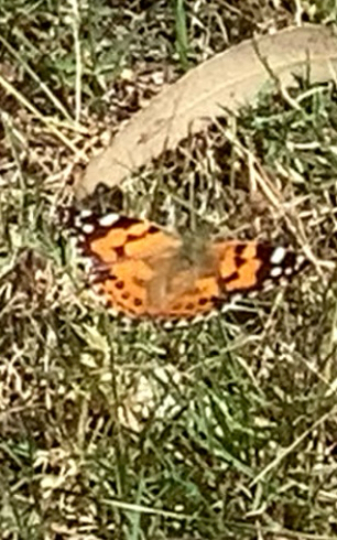 Australian Painted Lady