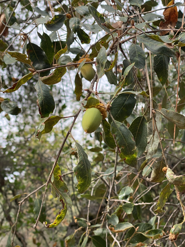 canyon live oak