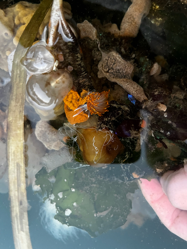 Horned Nudibranch