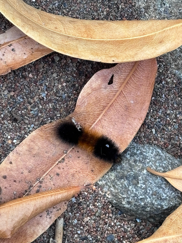 Isabella Tiger Moth