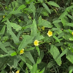 Sida acuta