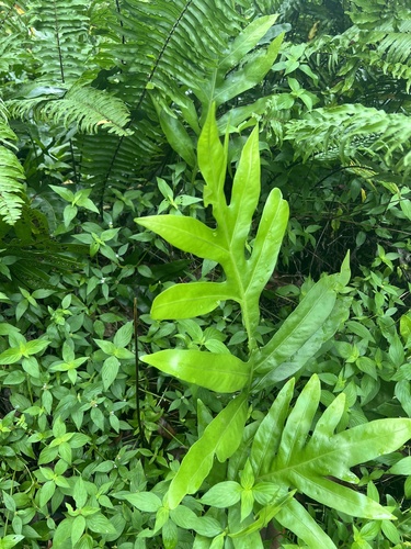 Microsorum grossum observed 2026-09-18