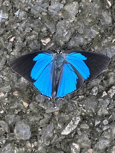 Peacock Royal