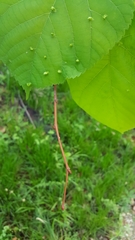 Tilia americana americana