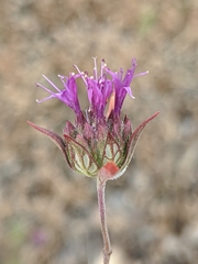 Monardella douglasii