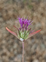 Monardella douglasii